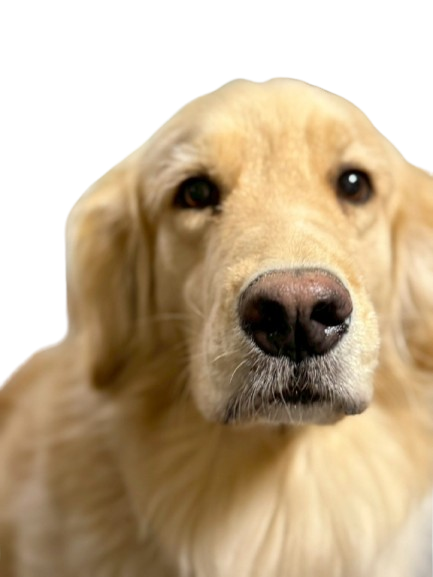 真顔のわんちゃん