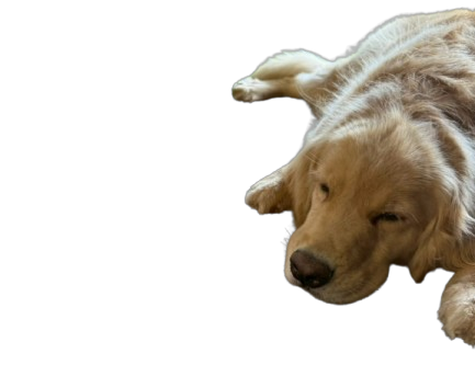 眠っているわんちゃん