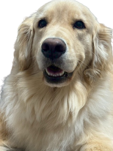 笑顔のわんちゃん